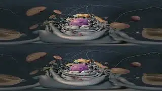 Tour pela Célula 3D