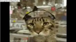 THE BEST CAT VIDEO YOU WILL EVER SEE!