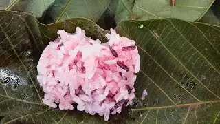 Cara Buat Tapai Pulut Hitam Daun Getah