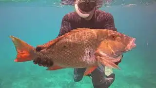 Spearfishing Mutton Snapper