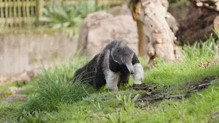 Meet Jersey Zoo's newest arrival! Zena the anteater