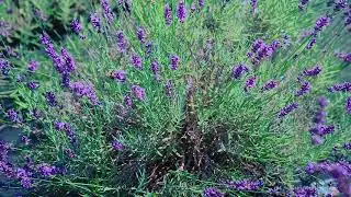 Soleado Lavender Farm 06-2019