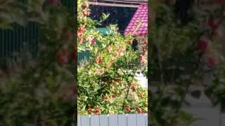 заготовки на зиму 🍎