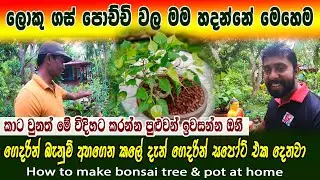 ගේ ඇතුලේ තියන්න ලොකු ගස් පෝච්චි වල මෙහෙම හදන්න | How to make bonsai tree and pot at home