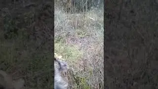 Diss Don Field Spirit подача вальдшнепа. 11.12.19г