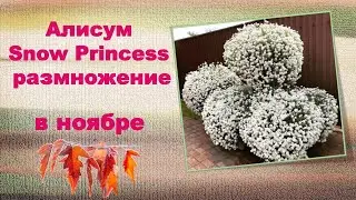 Алиссум Snow Princess размножение в ноябре.