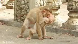 The Cute Baby Monkey Got Hurt From Another Monkey