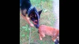 Рэкс и пёсики 3