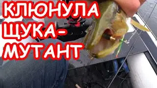 КАК ЛОВИТЬ ЩУКУ НА РЕКЕ ЛЕТОМ. ЛОВЛЯ ЩУКИ НА СПИННИНГ. ПРИМАНКИ И ПРОВОДКИ НА ЩУКУ