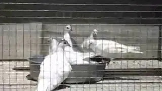 Balti balandziai vestuvėms, krikštynoms, firmu atidarymas,
