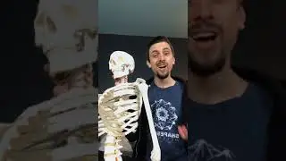 Anatomy and Safety of Headstand (sirsasana) and shoulderstand (sarvangasana): LIVE from IG