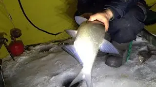Ночная ловля леща на  поплавок, коромысло.