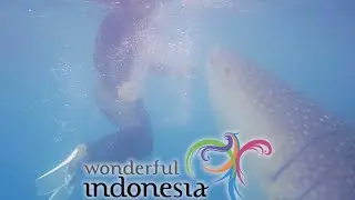 HIU PAUS GORONTALO (WHALE SHARK)