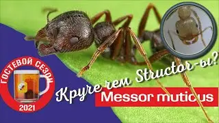 These are NOT Structurists! Reaper Ants Messor muticus