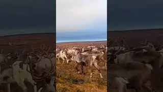 Оленевод - кочевник введёт упряжных оленей к стойбищу. #nomads #deer #reindeer