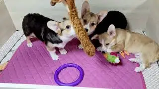 Вельш корги пемброк щенки РЕЙЧЕЛ, РЕНЕСМИ и РОКСОЛАНА