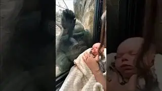 Gorilla mother reunites her babies with human mother🥰🥹