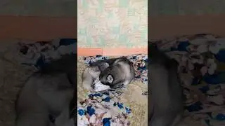 🤣 Спят усталые зверушки 😂 