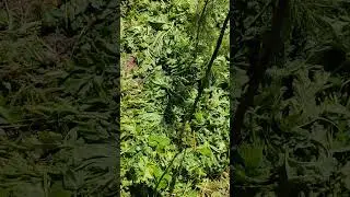 Второй год борьбы с борщевиком Сосновского.