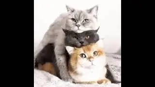 Три кота на друг друге: серый, чёрный и рыжий. 😻😼😽. Гифка. На диване
