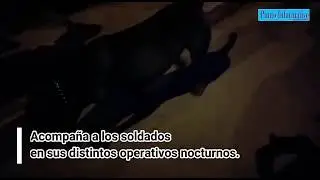 FIRULAIS hace CUMPLIR el TOQUE de QUEDA en HUACHO