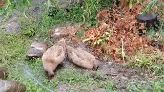 Our 48-day-old ducklings experienced their first marvelous rain