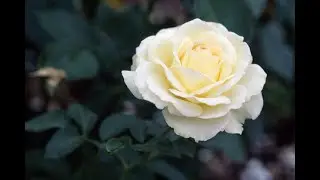 Piano Ringtone | Sad Ringtones | Beautiful instrumental Sound | Only Mobile Ringtone | Famous Tune