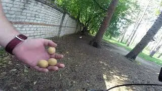 Подкинул грецких орехов белкам в гор парке) Нет ничего лучше,чем два колеса)