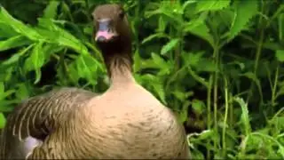 Goose egg-rolling