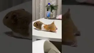 Funny pose. 😁 #shorts #viral #funny #funnyvideo