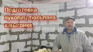 Подготавливаем луковицы тюльпанов к посадке сезон 2023-2024г.