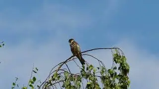Чеглок и белогривые лошадки