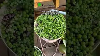 Крестовник Роули / Senecio rowleyanus #растения #plants #крестовник