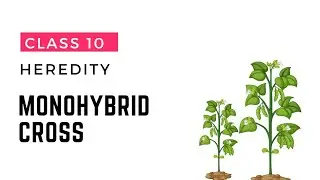 Understanding Monohybrid Cross | Heredity |  Class 10 | CBSE