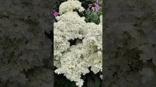 Гортензия древовидная Хаес Старбёрс 14 июля 🌞 в нашем саду
