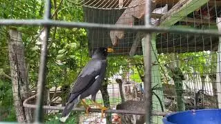 BURUNG BEO DI DALAM SANGKAR SUARA SEPERTI DI ALAM :)