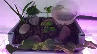 Aquarium Filter Plant (Pothos)