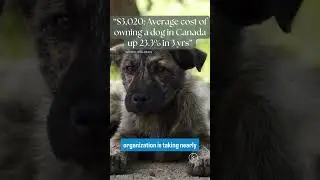 60% of Canadians have dogs/cats. How many will have to give them up thanks to #JustinTrudeau #shorts