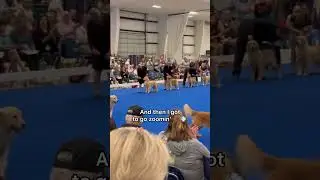 My dog competes at a dog show #dog