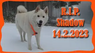 Rozloučení se Shadowkem 😪🐻‍❄️