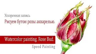 Watercolor Rosebud./ Как нарисовать бутон розы акварелью.