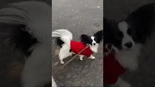 Папийоны бывают разные и одинаково прекрасные.
