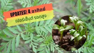 การเปลี่ยนแปลงที่น่าทึ่ง! 4 สัปดาห์แห่งการเติบโต #ปลูกดอกไม้ให้ปัง