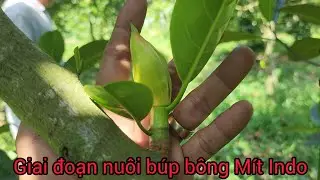 Giai Đoạn Nuôi Búp Bông Mít Indo Ruột Đỏ Xơ Vàng - Sau Quá Trình Áp Dụng Làm Bông Nghịch Vụ