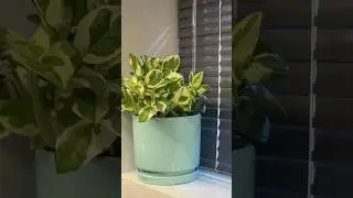 #gardening #indoorplants #jishnuuthaman #garden #myplantlovinghome #houseplants #homegardens #home