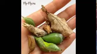 Куколки тропических бабочек