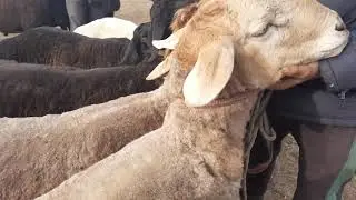 АНДИЖОН ХУЖАОБОД КУЙ БОЗОРИ НАРХЛАРИ 2021 ANDIJON XÒJAOBOD QÒY BOZORI NARXLARI