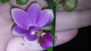 Мини Фаленопсис Anna-Larati, для меня был цвет сюрприз))))