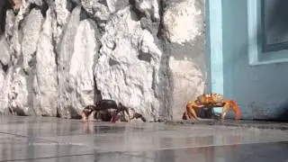 0000151 crabs in cuba KINESTOCK