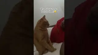 How my cat wakes me up every morning😭